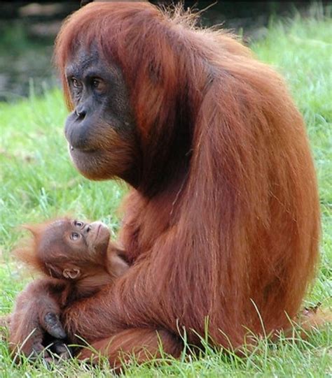 Adorable Baby Orangutan And Mother Orang Outan Animaux