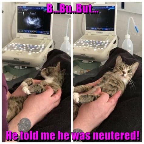 Bbubut He Told Me He Was Neutered Pregnant Cat Cute Funny