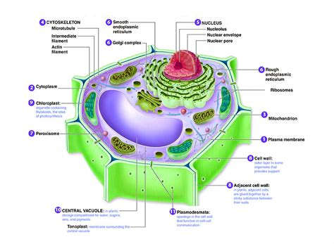 Plant Cell Diagram Charts