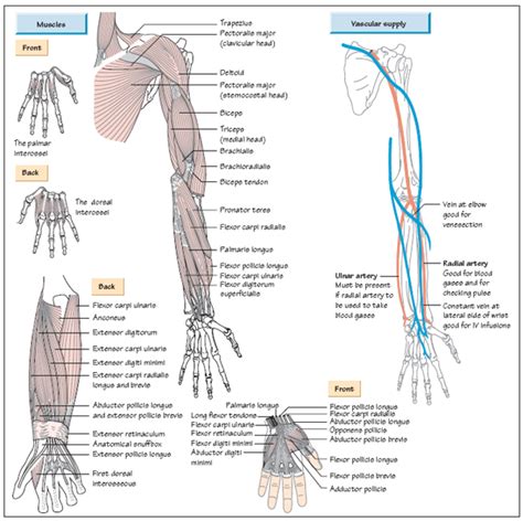 Anatomy Of The Arm Musculoskeletal Key