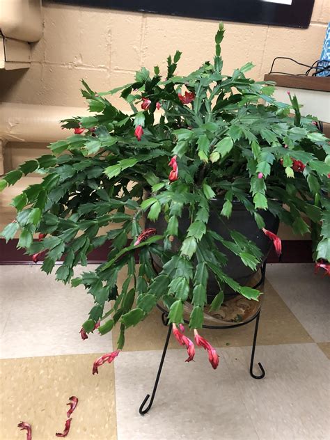 I only had 1stem with 2 little sections of plant at the beginning of summer. This behemoth of a Christmas cactus in my geology teachers ...