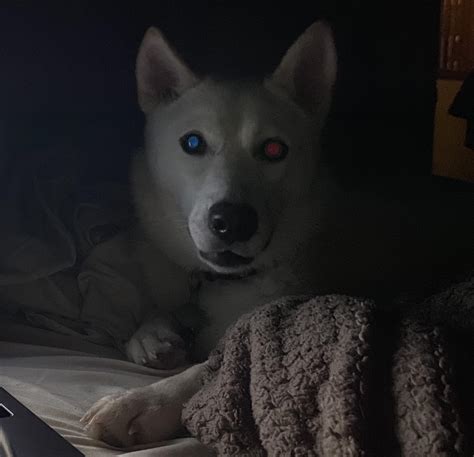 My dog has heterochromia - her blue eye reflects red and her brown eye reflects blue. : aww