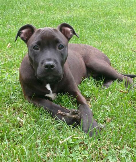 Staffordshire Terrier Lab Mix Mixerkai