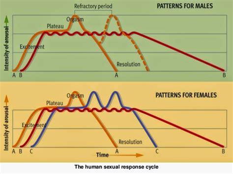 Phases Of Human Sexual Response Cycle Male Extra™