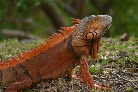 Uf Study Use Nest Box Control For South Florida Nuisance Iguanas