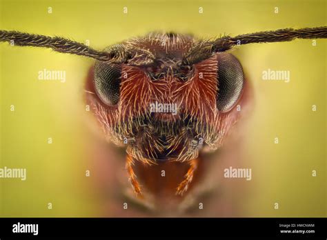 Ant Portrait Hi Res Stock Photography And Images Alamy