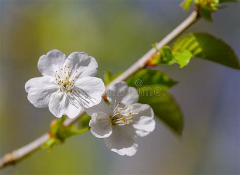 White Fruit Tree Blossoms 1 Picture Image 86691843