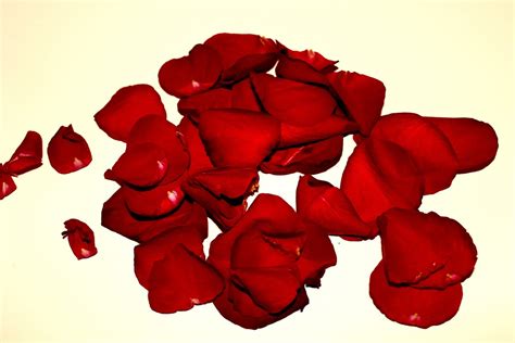 Rose Petals Roses Withered Red · Free Photo On Pixabay