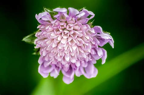 Pincushion Flower Scabiosa How To Use In Companion Planting