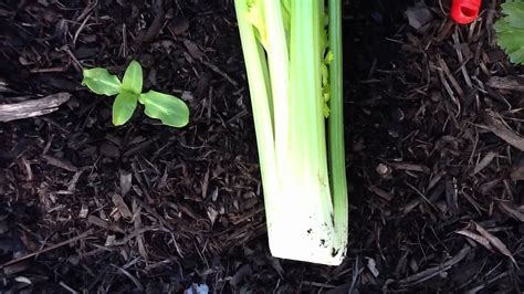 Harvesting The Celery From My Garden Youtube