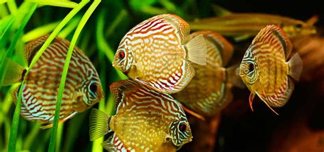 Discus Fish Species Tropical Fish Hobbyist Magazine