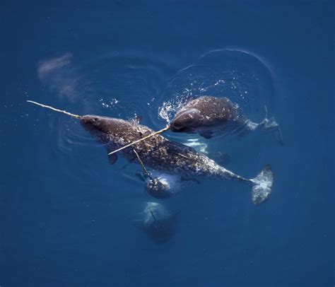 The Narwhal Species Facts Info And More Wwfca Narvali Stegostoma