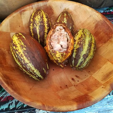 Fresh Cocoa Seeds For Planting Theobroma Cocoa Bean Row Coco Etsy