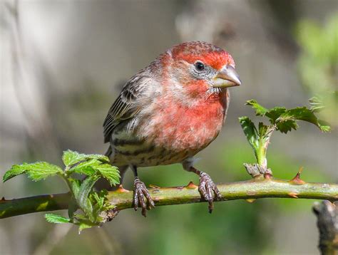 Male House Finch Haemorhous Mexicanus Fringillidae 119 Flickr