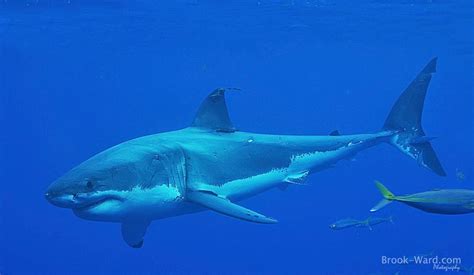 Las Mejores Fotografías Del Mundo Tiburón