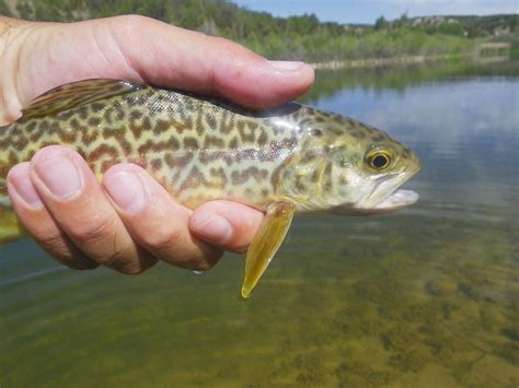 Tiger Trout Fish Fly Fishing Trout