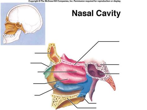Nasal Cavity Nasal Cavity Anatomy And Physiology Cavities