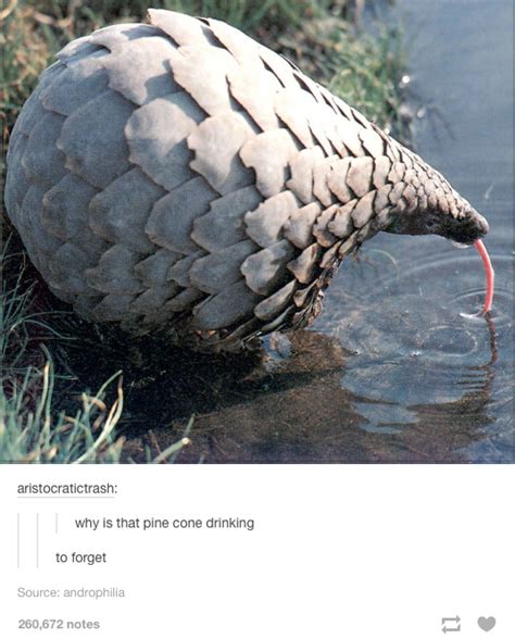 Though the scales and somersaults protect pangolins from hungry predators, such as lions, these mechanisms can't save them from humans. That's a pangolin | Tumblr | Know Your Meme