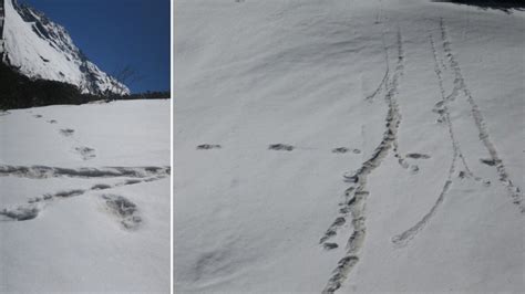 Indian Army Claims It Found Yeti Footprints In The Himalayas Nbc