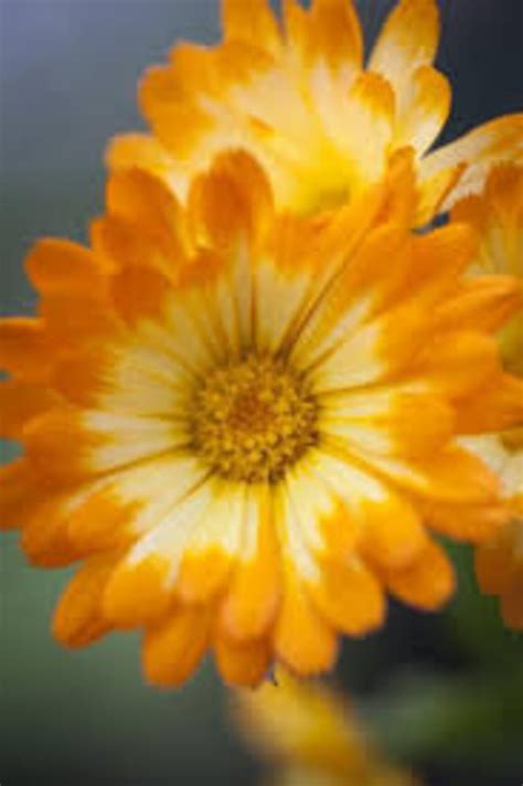 Acl Oopsy Daisy Calendula Seedlovely Golden Bicolor Etsy