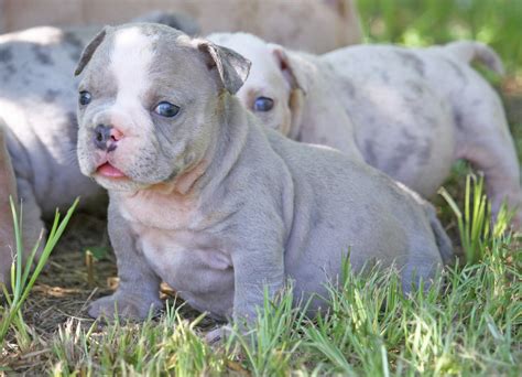 At the american pitbull registry we are lucky to have many merle pits registered and are able to provide several pictures of pitbulls with merle genetics. Photo Gallery - Ultimate Blue Pitbulls | Pitbull Puppies ...