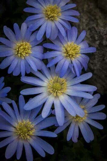 Garden Plants Flowering Plants Blue Roses Flowers Photography