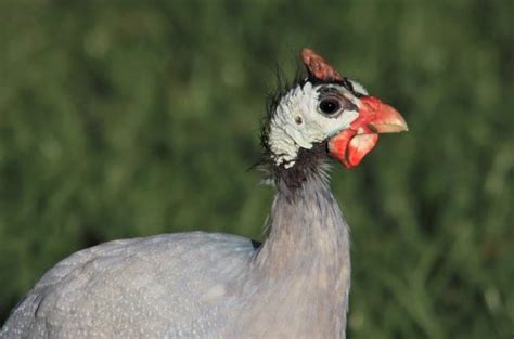 Guineafowl Sound Calls And Noises Explained With Video