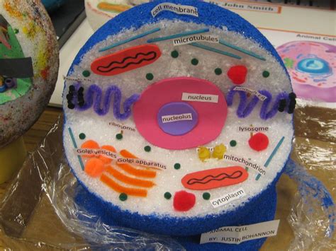 Animal cells are mostly round and irregular in shape while plant cells have fixed, rectangular shapes. Student Showcase | Cell model project, Animal cells model ...