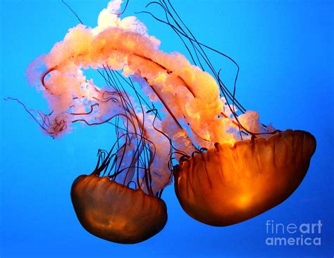 Sea Nettle Jellyfish Photograph By Marlana Holsten Fine Art America