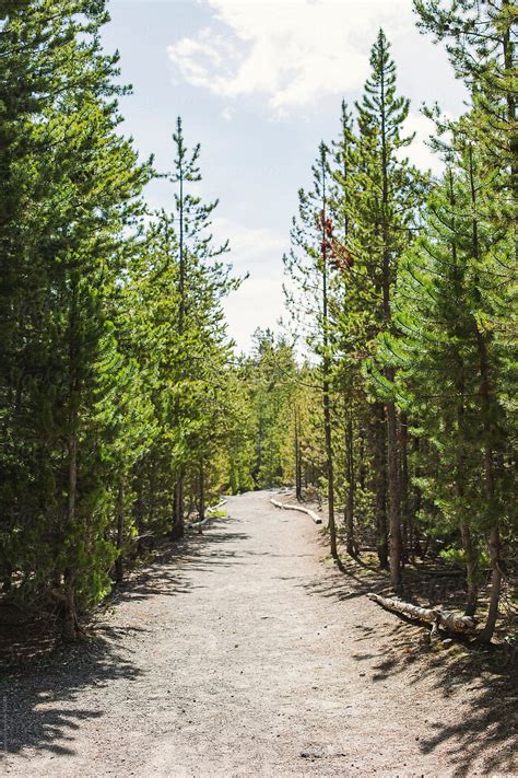 Path Among The Trees In Yellowstone National Park By Stocksy