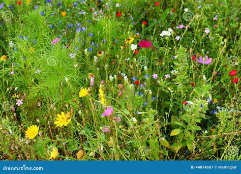 Herbal Meadow Mixed Flowers At Bloom Summer Season Nature Details Stock