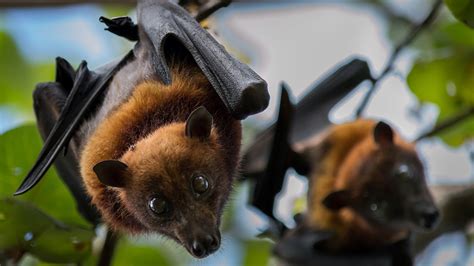 Beware Of Měnglà New Virus Similar To Ebola Found In Bats In China