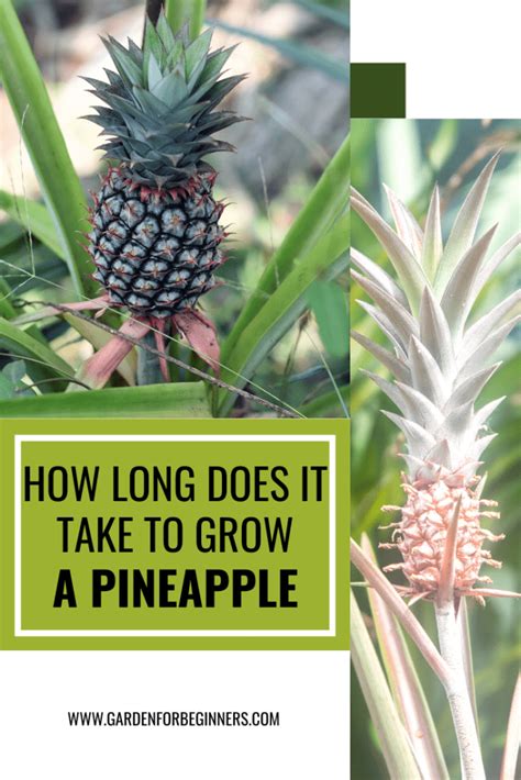 How Long Does It Take To Grow A Pineapple Planting Pineapple Top How