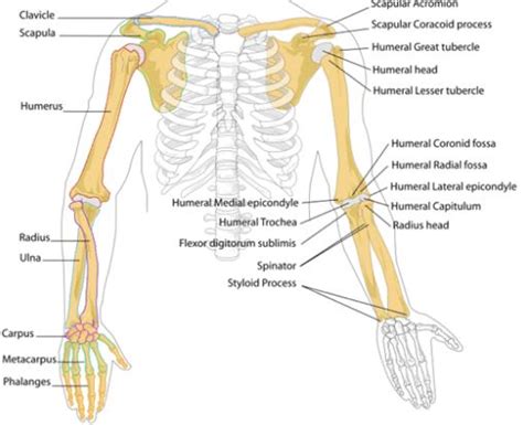 Anatomi Tulang Ekstremitas Superior Atas Tubuh Manusia Anatomi Tutorial