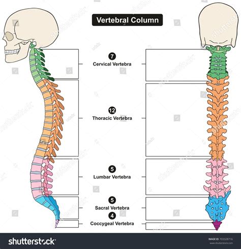 Vertebral Column Of Human Body Anatomy Infograpic Diagram Including All