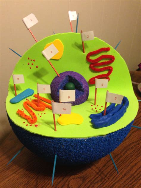 Parts of an animal cell. Animal Cell 3D Model | Animal cell, Cell model, Animal ...