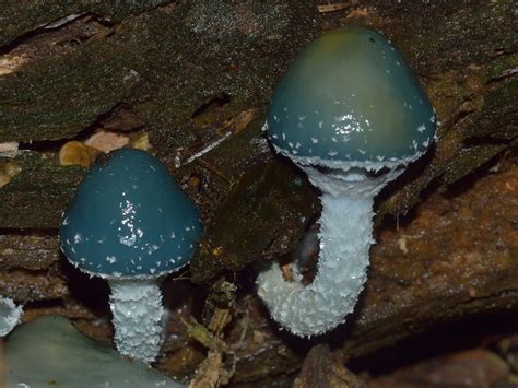 Stropharia Aeruginosa Grünspan Träuschling Foto And Bild Pflanzen