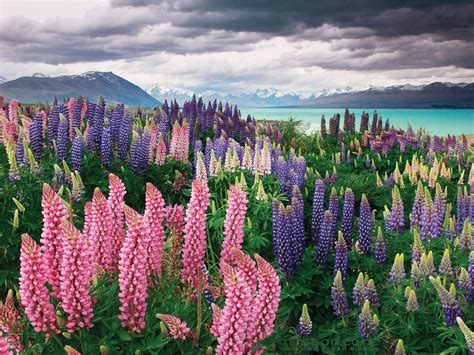 Landscape Lake Tekapo Lupins Flowers Mountains Dark Cloud Beautiful Hd