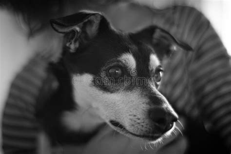 Closeup Greyscale Shot Of A Cute Black And White Dog Stock Photo