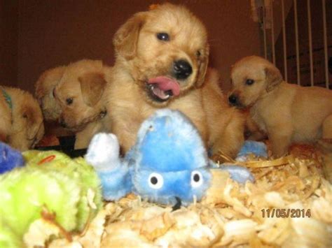 We are also licensed under the state of colorado and ensure that our facility is high quality. FULL Reg. AKC Golden Retriever Puppies for Sale in ...