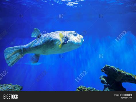 Fugu Fish Nature Image And Photo Free Trial Bigstock