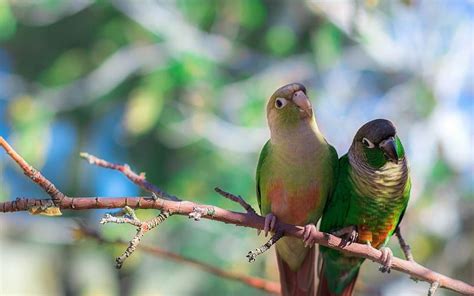 Parrots Bird Branch Sit Wild Animals Hd Wallpaper Peakpx