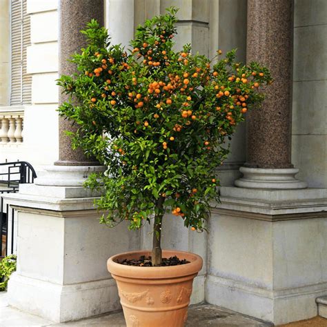 Calamondin Orange Trees For Sale