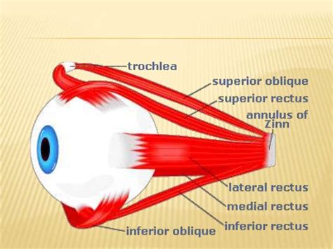 Anatomy Of The Extraocular Muscles 1390 2011