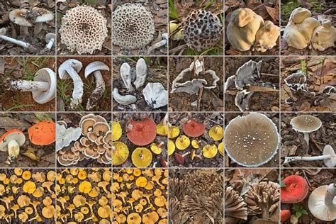 Texas Mushrooms Photos By Dates