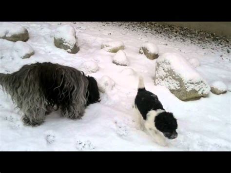 Puppies And The First Snow Youtube