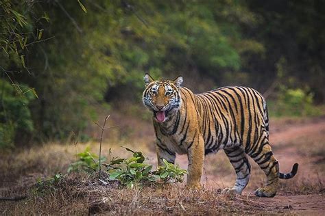 10 Tiger Reserves Park In India In 2022 Time To Visit And Things To Do