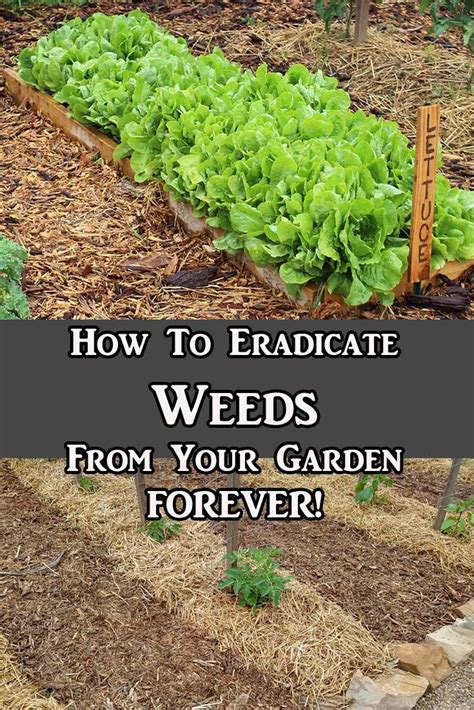 Best Ways To Organically Control Summer Weeds 101 Gardening