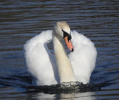Adult Mute Swan Cygnus Olor Swimming On A Lake With Reflections Of