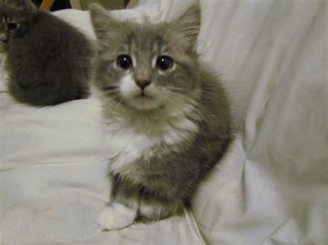 I've been fooled a time or two. Very Very Cute Long Haired Blue Kittens | London, West ...